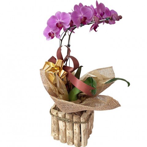 Orquídea Phalaenopsis Roxa 2 Hastes Pote 15